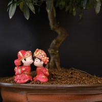 БОНСАЙ ЛИГУСТРУМ  «ВОЛНЕНИЕ ЛЮБВИ» 44 СМ